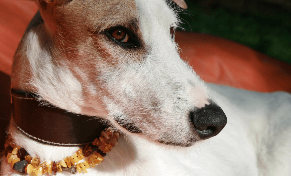 Hund mit Bernsteinketten