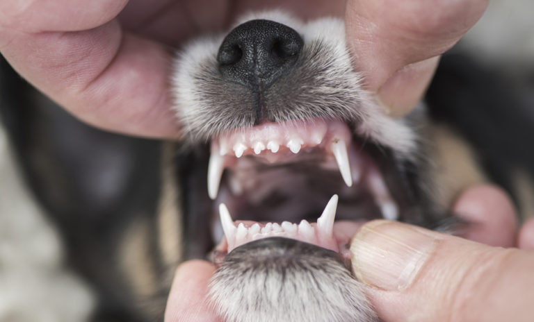 Kleine Hunde haben Probleme mit den Zähnen. Warum? QUALIPET Blog