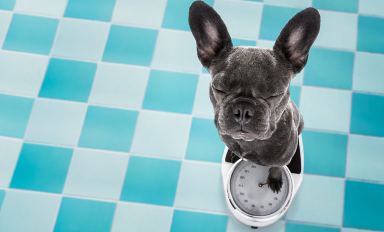 Wie viel Futter braucht ein Hund? QUALIPET Blog Rund um Tiere