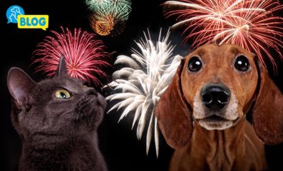 August-Feuerwerk-Stress-Beruhigungsprodukte-Hund-Katze