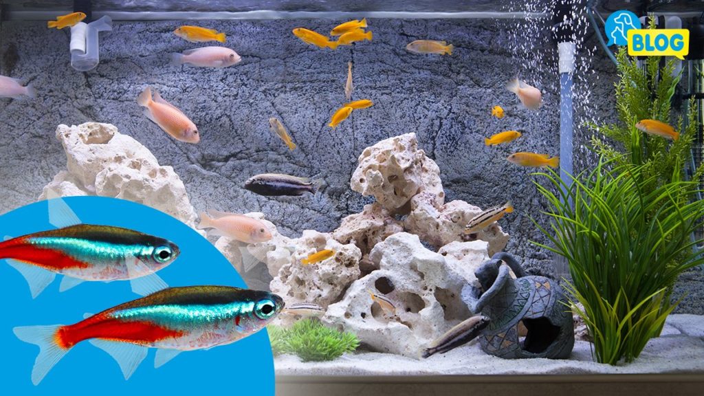 Fischgruppenvertraeglichkeit-Aquarium-Fische