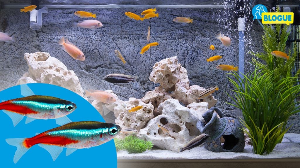 Poissons d'aquarium – lesquels peuvent vivre ensemble ? - Blog du QUALIPET