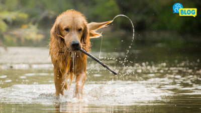 Wasservergiftung-Hund-Hyperhydratation