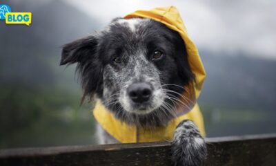 Hundemantel-Regenmantel-Hundebademantel
