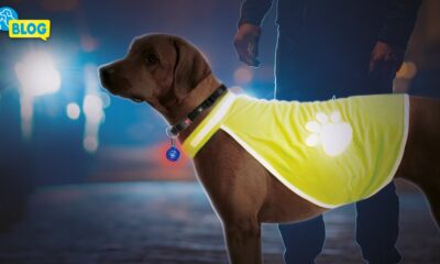 Sichtbarkeit im Dunkeln für mehr Sicherheit (Leuchtartikel für Hunde)