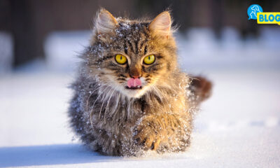 Gefahren Katze im Winter