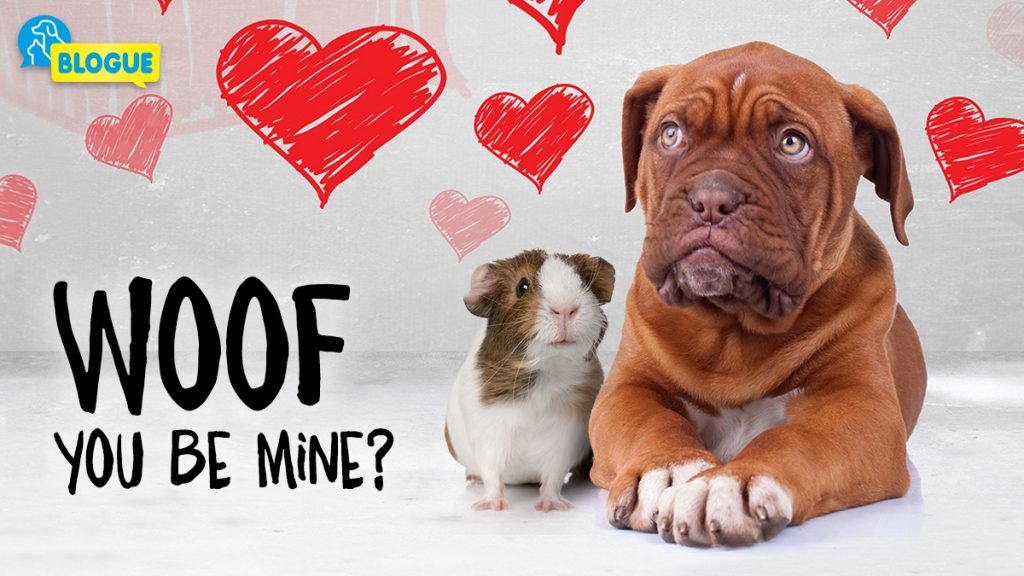 Des idées cadeaux pour vos animaux pour la Saint-Valentin