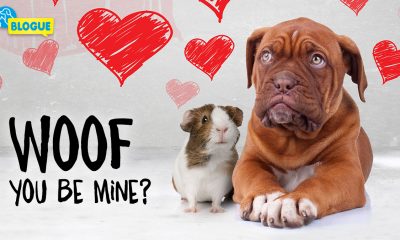 Des idées cadeaux pour vos animaux pour la Saint-Valentin