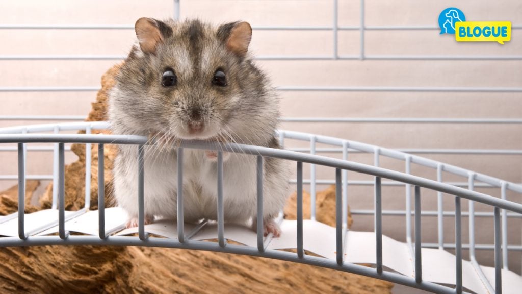 Comment aménager la cage de sa souris ?