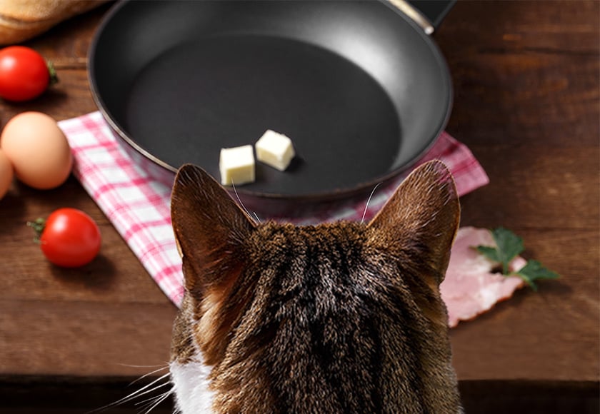 Katze Kochen