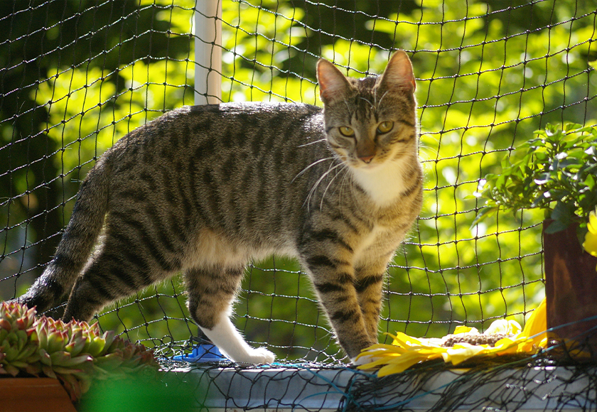 chat à l'extérieur dans le jardin observant la zone, en portant une
