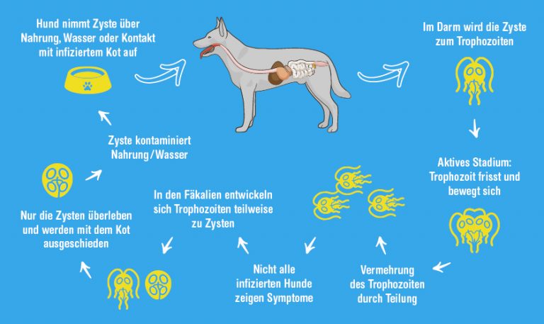 Giardien beim Hund Ursachen, Symptome &amp; Behandlung QUALIPET Blog