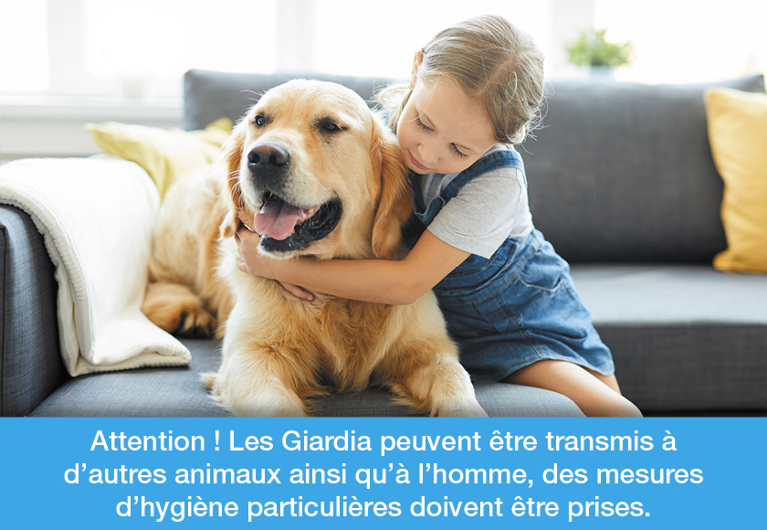La giardiose chez le chien : causes, symptômes, traitement et prévention