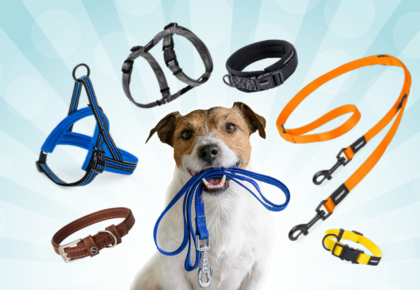 Laisse, collier et harnais pour chiens - à quoi devez-vous faire attention  ? - Blog du QUALIPET