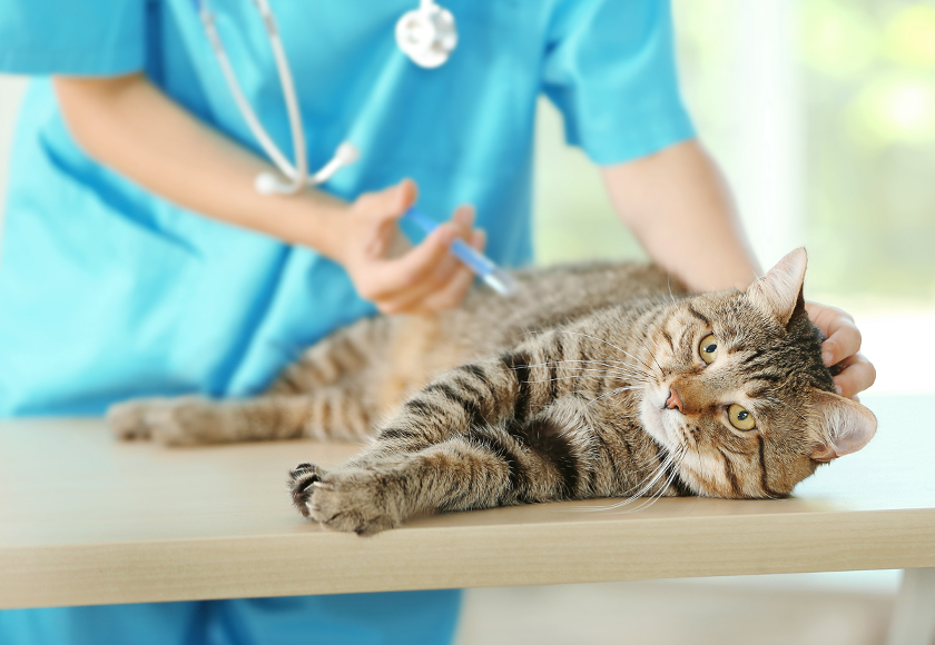 Vacciner les chats - Blog du QUALIPET