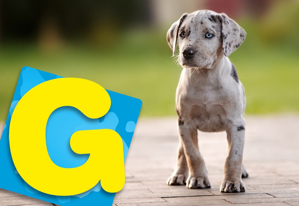 Hundenamen mit G