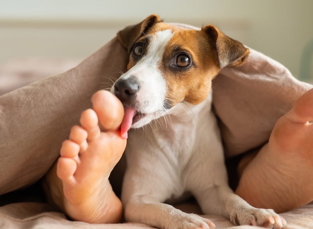 sympatisk Kontur Håndværker Warum leckt mein Hund mich ab? - QUALIPET Blog - Rund um Tiere & Tierzubehör